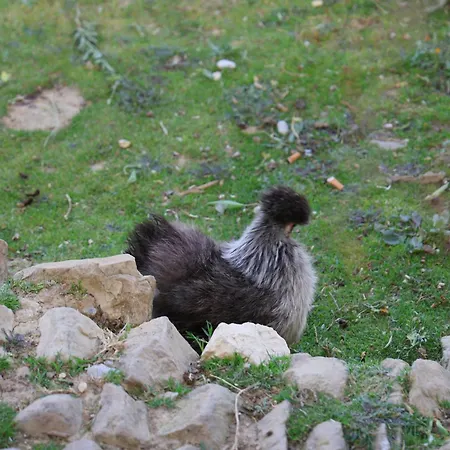 Vila Dean Berat